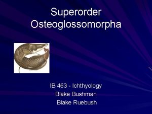 Superorder Osteoglossomorpha IB 463 Ichthyology Blake Bushman Blake