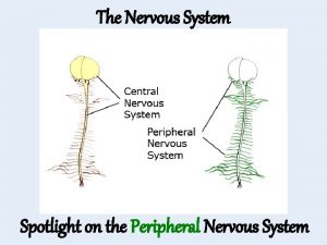 The Nervous System Spotlight on the Peripheral Nervous