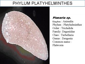 PHYLUM PLATYHELMINTHES Planaria sp Animalia Phylum Platyhelminthes Order