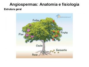 Angiospermas Anatomia e fisiologia Estrutura geral Angiospermas Anatomia