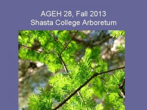 AGEH 28 Fall 2013 Shasta College Arboretum Fraxinus