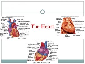 The Heart Functions of the Heart Generate blood