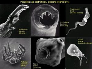 Parasites an aesthetically pleasing trophic level Trypanosoma brucei