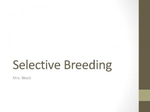 Selective Breeding Mrs Wach Selective Breeding This is