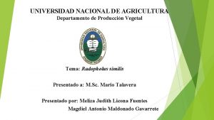 UNIVERSIDAD NACIONAL DE AGRICULTURA Departamento de Produccin Vegetal