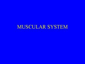 MUSCULAR SYSTEM INTRODUCTION OVER 600 MUSCLES MAKE UP
