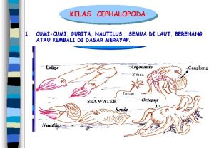 KELAS CEPHALOPODA 1 CUMICUMI GURITA NAUTILUS SEMUA DI