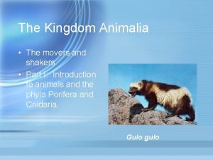 The Kingdom Animalia The movers and shakers Part