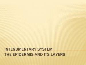 INTEGUMENTARY SYSTEM THE EPIDERMIS AND ITS LAYERS INTEGUMENTARY