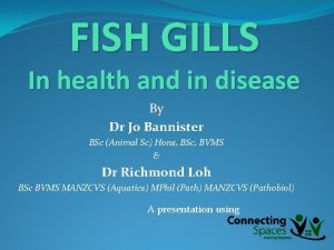 FISH GILLS In health and in disease By