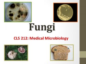 Fungi CLS 212 Medical Microbiology Introduction Mycology All