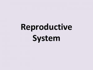 Reproductive System 60 Reproductive system produce offspring to