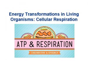 Energy Transformations in Living Organisms Cellular Respiration Review