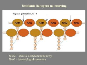 Dziaanie lizozymu na murein wizanie glikozydowe 1 4