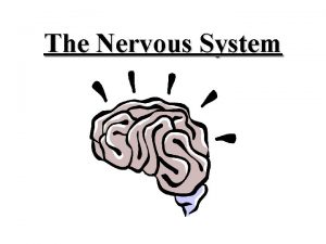 The Nervous System The nervous system is made