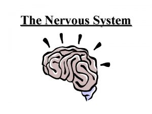 The Nervous System The nervous system is made The Nervous System The nervous system is made