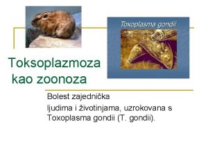 Toksoplazmoza kao zoonoza Bolest zajednika ljudima i ivotinjama