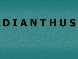 DIANTHUS n n n Dianthus spp 300 th