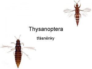 Thysanoptera tsnnky Spolu s Hemiptera tvo Condylognatha styletovit