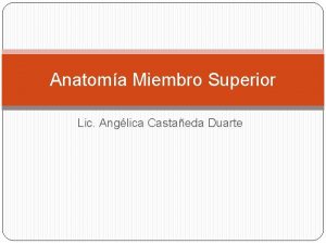 Anatoma Miembro Superior Lic Anglica Castaeda Duarte Componentes