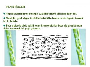 PLASTDLER Alg hcrelerinin en belirgin zelliklerinden biri plastidleridir