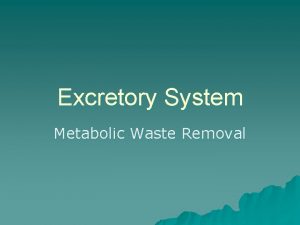 Excretory System Metabolic Waste Removal Organs of Excretory