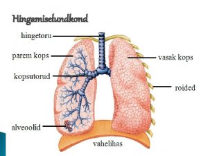 Hingamiselundkond Hingamisteed Hingamine on gaasivahetus organismi ja vliskeskkonna