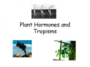 Plant Hormones and Tropisms Plant Hormones What is