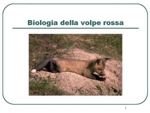 Biologia della volpe rossa 1 Sistematica l l