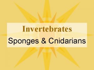 Invertebrates Sponges Cnidarians Sponges l Kingdom Animalia Phylum