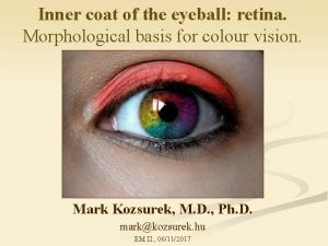 Inner coat of the eyeball retina Morphological basis