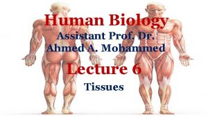 Human Biology Assistant Prof Dr Ahmed A Mohammed