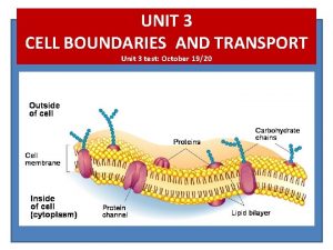 UNIT 3 CELL BOUNDARIES AND TRANSPORT Unit 3