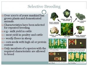 Selective Breeding Over 1000s of years mankind has