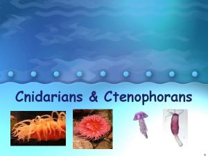 Cnidarians Ctenophorans 1 CNIDARIANS Phylum Cnidaria About 9000
