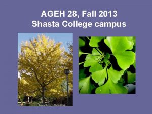 AGEH 28 Fall 2013 Shasta College campus Liquidambar