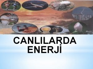 CANLILARDA ENERJ Her insan gn boyunca birok farkl