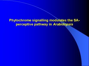 Phytochrome signalling modulates the SAperceptive pathway in Arabidopsis