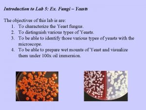 Introduction to Lab 5 Ex Fungi Yeasts The