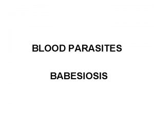 BLOOD PARASITES BABESIOSIS Synonyms TICK FEVER CATTLE FEVER