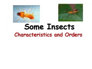 Some Insects Characteristics and Orders Taxonomy Kingdom Animalia