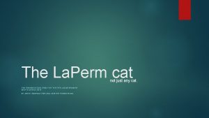 The La Perm cat not just any cat