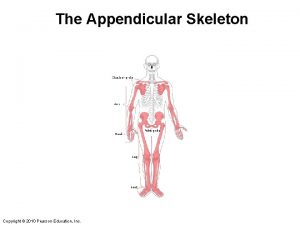 The Appendicular Skeleton Copyright 2010 Pearson Education Inc