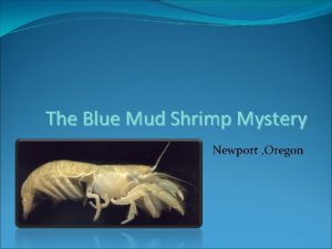 The Blue Mud Shrimp Mystery Newport Oregon Upogebia