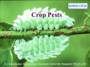 Crop Pests KOSOL CD 24 K Charernsom Entomology