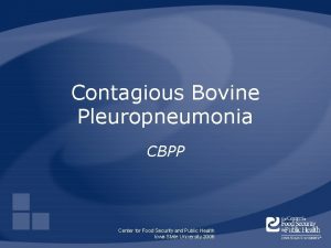 Contagious Bovine Pleuropneumonia CBPP Center for Food Security
