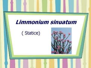 Limmonium sinuatum Statice Limmonium sinuatum Famili Plubaginaceae Caspea
