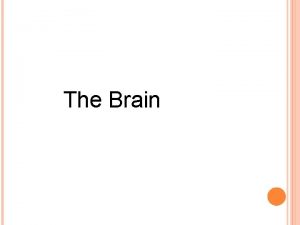 The Brain WHAT IS THE CEREBRAL CORTEX The