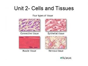 Unit 2 Cells and Tissues Levels of Organization