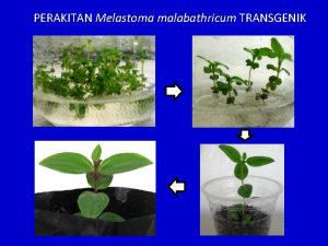 PERAKITAN Melastoma malabathricum TRANSGENIK ANALISIS MOLEKULER TANAMAN TRANSGENIK